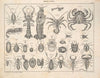 Abbildungen zu Oken’s Allgemeiner Naturgeschichte für alle Stände Pl.080 (1841)