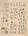 Abbildungen zu Oken’s Allgemeiner Naturgeschichte für alle Stände Pl.081 (1841)