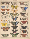 Abbildungen zu Oken’s Allgemeiner Naturgeschichte für alle Stände Pl.085 (1841)