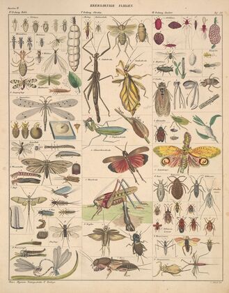 Abbildungen zu Oken’s Allgemeiner Naturgeschichte für alle Stände Pl.086 (1841)