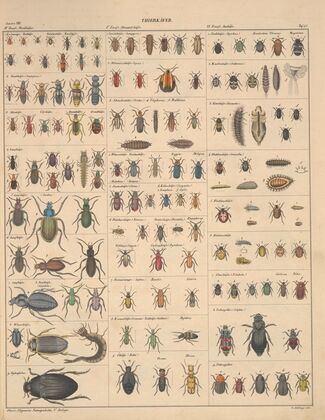 Abbildungen zu Oken’s Allgemeiner Naturgeschichte für alle Stände Pl.088 (1841)