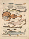 Abbildungen zu Oken’s Allgemeiner Naturgeschichte für alle Stände Pl.090 (1841)