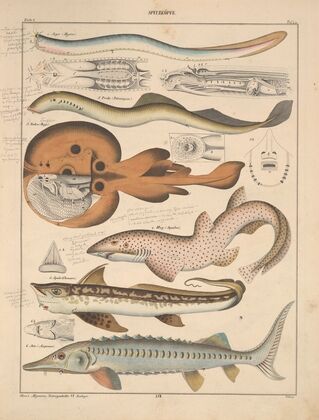 Abbildungen zu Oken’s Allgemeiner Naturgeschichte für alle Stände Pl.090 (1841)