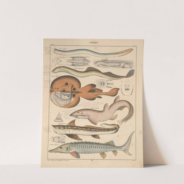 Abbildungen zu Oken&#8217;s Allgemeiner Naturgeschichte für alle Stände Pl.090 (1841) by Lorenz Oken