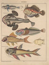 Abbildungen zu Oken’s Allgemeiner Naturgeschichte für alle Stände Pl.091 (1841)