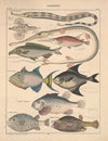 Abbildungen zu Oken’s Allgemeiner Naturgeschichte für alle Stände Pl.092 (1841)