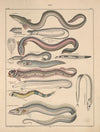 Abbildungen zu Oken’s Allgemeiner Naturgeschichte für alle Stände Pl.093 (1841)