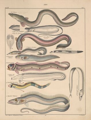 Abbildungen zu Oken’s Allgemeiner Naturgeschichte für alle Stände Pl.093 (1841)