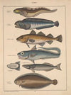 Abbildungen zu Oken’s Allgemeiner Naturgeschichte für alle Stände Pl.094 (1841)