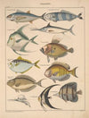 Abbildungen zu Oken’s Allgemeiner Naturgeschichte für alle Stände Pl.096 (1841)