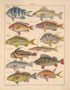 Abbildungen zu Oken’s Allgemeiner Naturgeschichte für alle Stände Pl.098 (1841)