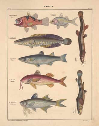 Abbildungen zu Oken’s Allgemeiner Naturgeschichte für alle Stände Pl.099 (1841)