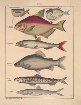 Abbildungen zu Oken’s Allgemeiner Naturgeschichte für alle Stände Pl.100 (1841)