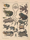 Abbildungen zu Oken’s Allgemeiner Naturgeschichte für alle Stände Pl.105 (1841)