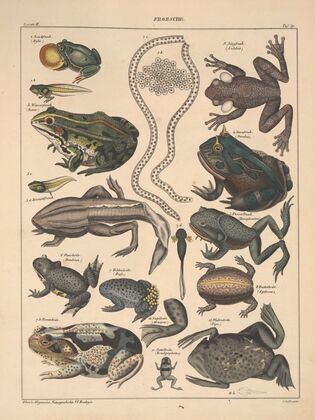Abbildungen zu Oken’s Allgemeiner Naturgeschichte für alle Stände Pl.105 (1841)