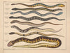 Abbildungen zu Oken’s Allgemeiner Naturgeschichte für alle Stände Pl.107 (1841)