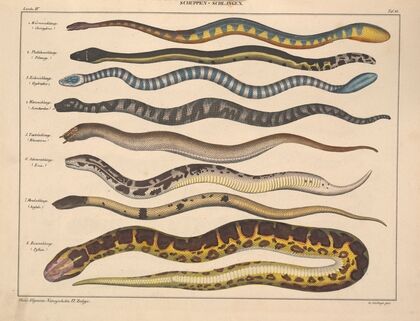 Abbildungen zu Oken’s Allgemeiner Naturgeschichte für alle Stände Pl.107 (1841)