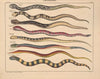 Abbildungen zu Oken’s Allgemeiner Naturgeschichte für alle Stände Pl.109 (1841)