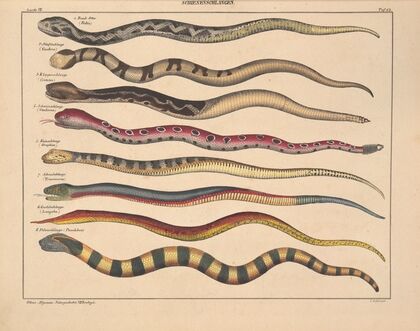 Abbildungen zu Oken’s Allgemeiner Naturgeschichte für alle Stände Pl.109 (1841)