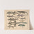 Abbildungen zu Oken&#8217;s Allgemeiner Naturgeschichte für alle Stände Pl.114 (1841) by Lorenz Oken