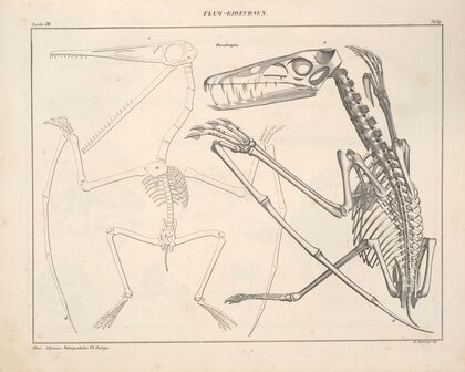 Abbildungen zu Oken’s Allgemeiner Naturgeschichte für alle Stände Pl.115 (1841)