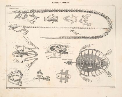 Abbildungen zu Oken’s Allgemeiner Naturgeschichte für alle Stände Pl.116 (1841)