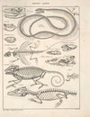 Abbildungen zu Oken’s Allgemeiner Naturgeschichte für alle Stände Pl.117 (1841)
