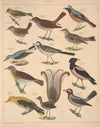 Abbildungen zu Oken’s Allgemeiner Naturgeschichte für alle Stände Pl.118 (1841)