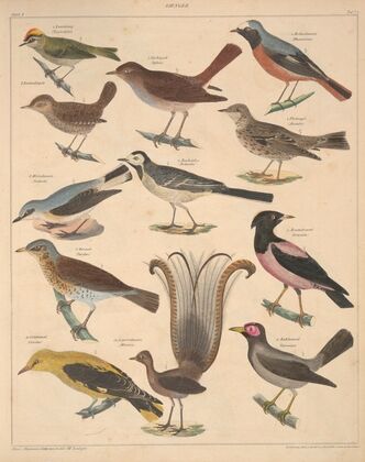 Abbildungen zu Oken’s Allgemeiner Naturgeschichte für alle Stände Pl.118 (1841)