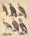 Abbildungen zu Oken’s Allgemeiner Naturgeschichte für alle Stände Pl.121 (1841)