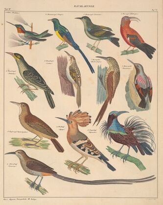 Abbildungen zu Oken’s Allgemeiner Naturgeschichte für alle Stände Pl.122 (1841)