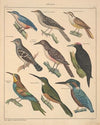 Abbildungen zu Oken’s Allgemeiner Naturgeschichte für alle Stände Pl.123 (1841)