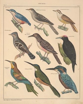 Abbildungen zu Oken’s Allgemeiner Naturgeschichte für alle Stände Pl.123 (1841)