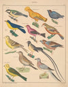 Abbildungen zu Oken’s Allgemeiner Naturgeschichte für alle Stände Pl.125 (1841)