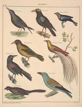 Abbildungen zu Oken’s Allgemeiner Naturgeschichte für alle Stände Pl.126 (1841)