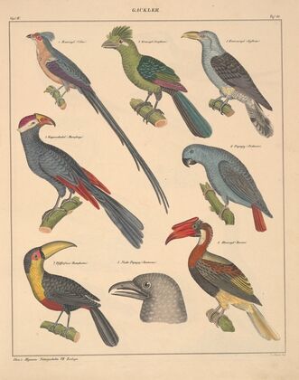 Abbildungen zu Oken’s Allgemeiner Naturgeschichte für alle Stände Pl.127 (1841)