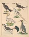 Abbildungen zu Oken’s Allgemeiner Naturgeschichte für alle Stände Pl.128 (1841)