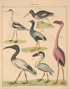 Abbildungen zu Oken’s Allgemeiner Naturgeschichte für alle Stände Pl.129 (1841)