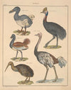 Abbildungen zu Oken’s Allgemeiner Naturgeschichte für alle Stände Pl.132 (1841)
