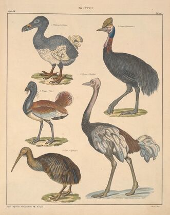 Abbildungen zu Oken’s Allgemeiner Naturgeschichte für alle Stände Pl.132 (1841)