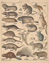 Abbildungen zu Oken’s Allgemeiner Naturgeschichte für alle Stände Pl.133 (1841)