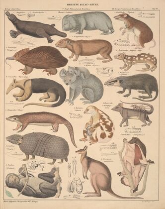 Abbildungen zu Oken’s Allgemeiner Naturgeschichte für alle Stände Pl.134 (1841)