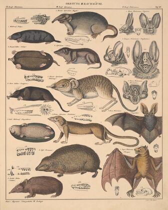 Abbildungen zu Oken’s Allgemeiner Naturgeschichte für alle Stände Pl.135 (1841)