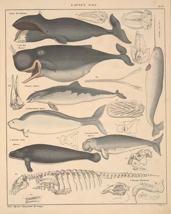 Abbildungen zu Oken’s Allgemeiner Naturgeschichte für alle Stände Pl.136 (1841)