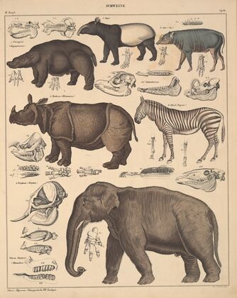 Abbildungen zu Oken’s Allgemeiner Naturgeschichte für alle Stände Pl.137 (1841)