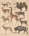 Abbildungen zu Oken’s Allgemeiner Naturgeschichte für alle Stände Pl.138 (1841)