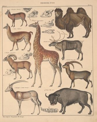 Abbildungen zu Oken’s Allgemeiner Naturgeschichte für alle Stände Pl.138 (1841)
