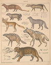 Abbildungen zu Oken’s Allgemeiner Naturgeschichte für alle Stände Pl.140 (1841)