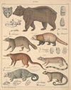Abbildungen zu Oken’s Allgemeiner Naturgeschichte für alle Stände Pl.141 (1841)
