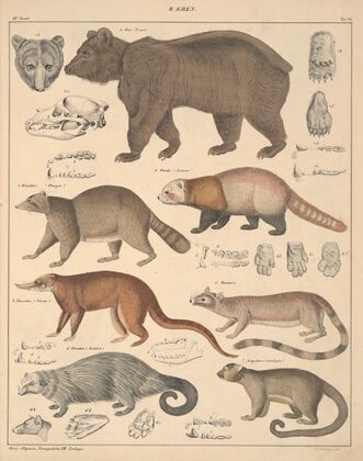 Abbildungen zu Oken’s Allgemeiner Naturgeschichte für alle Stände Pl.141 (1841)